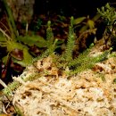 시로미-백두산과 한라산 정상에서 자라는 상록활엽관목 이미지