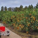 귤하우스 이미지