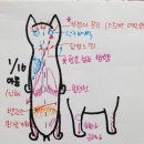 심정병원 | ​[EVENT 1위 후기] "지푸라기 잡는 심정으로 만난 나빛님, 아콩이의 삶이 달라졌어요"