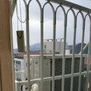 산호 A 이미지