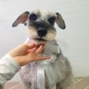 슈나애견미용 이미지