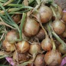 다마내기 이미지