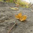 바람부는 석문산에도 가을은 깊어가고(2009.10.18.) (2) 이미지