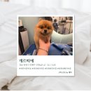 개르띠에 이미지