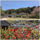 선교장 앞 | 강릉 선교장, 산당화 너머 기와, 소원길의 야생화