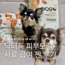 매일R&D | 강아지 피부모질사료 후기, 기호성과 노즈워크까지 괜찮았던 닥터독
