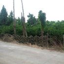 표선면-5 이미지