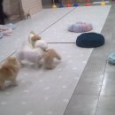 멍팰리스 이미지