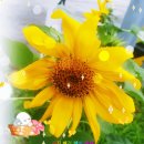 키 작은 해바라기 꽃 (볼빨간사춘기 - 여름날 (feat. 하현상)) 이미지