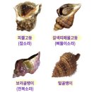 조개야놀자