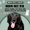 베럴독 이미지