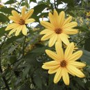 뚱딴지(돼지감자꽃)(국화과(菊花科 Asteraceae)에 속하는 해바라기의 한 종류.) 이미지