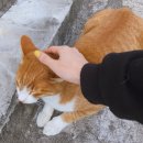볼수록제주