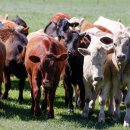 명도2농장 이미지