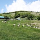 안반데기 목장 이미지