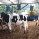 아산시-2011-010 이미지