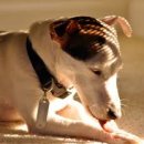 24시마음든든동물병원 이미지