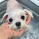 하떼하떼 이미지