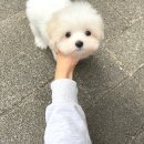 글로리 폭스 꼬똥 | 머즐 짧아서 잘생긴꼬똥 &#34; 이루 &#34; 꼬똥전문분양중 화이트꼬똥분양