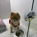 제이 애견 호텔 이미지