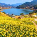 수선화