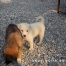 1박2일 녹수다리 유원지 네이버블로그