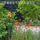 가평물골숲계곡캠핑장 | 가평 캠핑장 가평물골숲계곡오토캠핑장 체험후기캠핑추천리스트