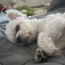 사랑둥이 몽글이네 이미지