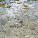 돌배야영장(제2야영장) 이미지