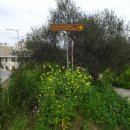 로단테(Rhodanthe) 이미지