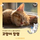 다나을동물병원 | 하남 미사 24시 다나을동물병원에서 고양이 장염에 대해 알려드립니다.