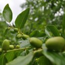 한덕농장 이미지