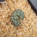 스테이너와 이미지