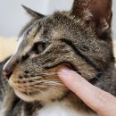 노묘 고양이 전발치 후기!! 송곳니 포함~