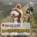 빛과소금유치원 | 양산 애견유치원 숲속댕토리애견유치원 24시간 상주 부산애견호텔 추천
