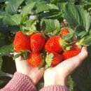 아람농장1 이미지