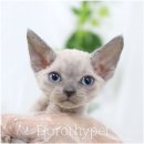 천안 고양이분양 도로시펫 이미지