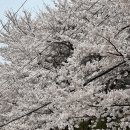 나들이쉼터 | 서울 벚꽃 명소 추천🌸 부암동부터 연희숲속쉼터까지 직접 다녀온 벚꽃 나들이 코스