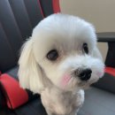 펫밀리하우스 네이버블로그