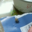 달팽주의)명주새끼달팽이속살♥ 이미지