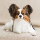 하이엔드 독 이미지