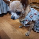 댕발란스 이미지