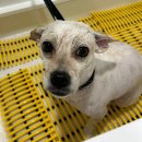 당당이 애견 | [동작구애견미용] 믹스견 미용 , 잘하는 곳 찾고 계신다면? 두려움 없는 미용 털로덮인친구들 펫뷰티...