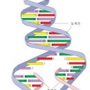 DNA 핵산의 특성과 유전자 회복 이미지