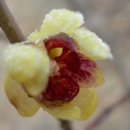 정족2리 이미지