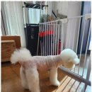 오늘, 예쁘개 이미지