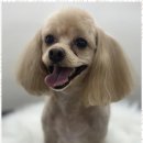 뽀그리독 이미지