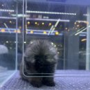 뽀미농장 | 의정부강아지분양 세이블포메라니안