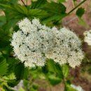 블루머핀 이미지