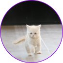 보라매동-3 이미지